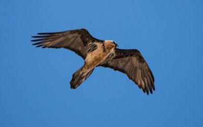 Montana e il Parco Nazionale dello Stelvio