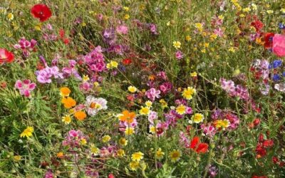 Consapevolezza e approccio integrato al cambiamento climatico nella progettazione