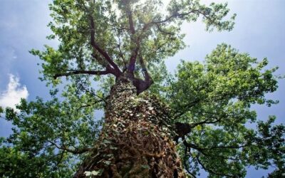 Convegno sulla bonifica di Seveso e Meda cinquant’anni dopo